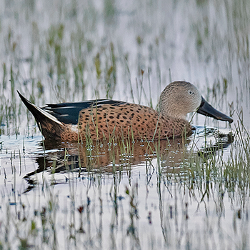 Red Shoveler