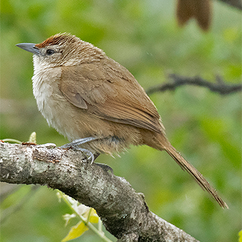 Rufous-fronted Thornbird