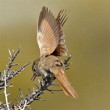 Sharp-billed Canastero