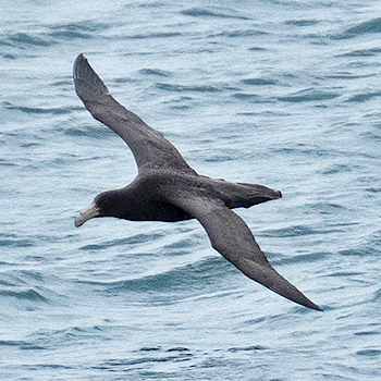 Southern Giant-petrel