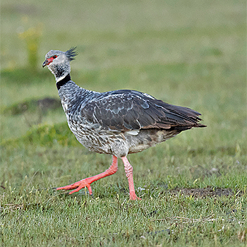 Southern Screamer