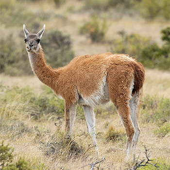Vicu&ntilde;a