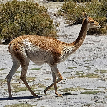 Vicu&ntilde;a