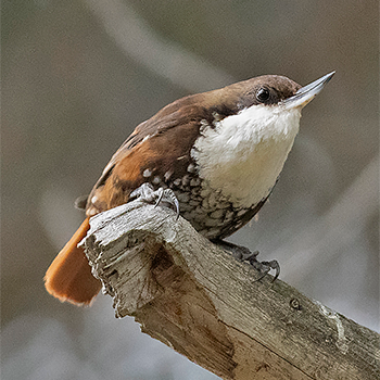White-throated Treerunner