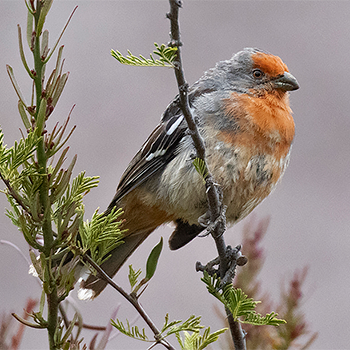 White-tipped Plantcutter
