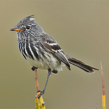 Yellow-billed Tit-tyrant