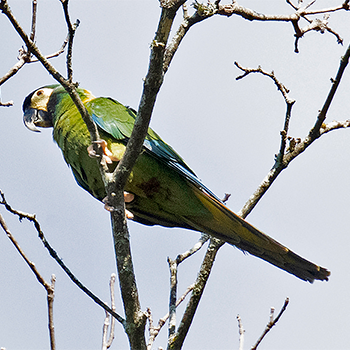 Yellow-collared Macaw