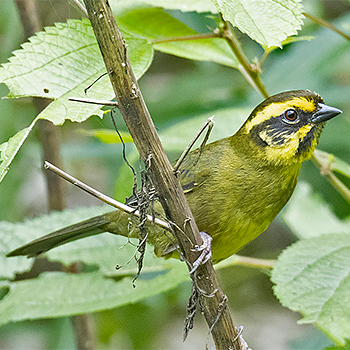 Yellow-striped Brushfinch