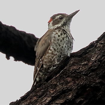 Arizona Woodpecker