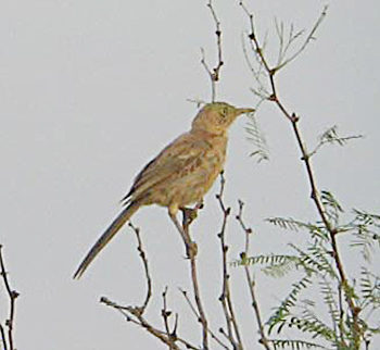 Bendire's Thrasher