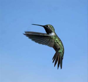 Black-chinned Hummingbird
