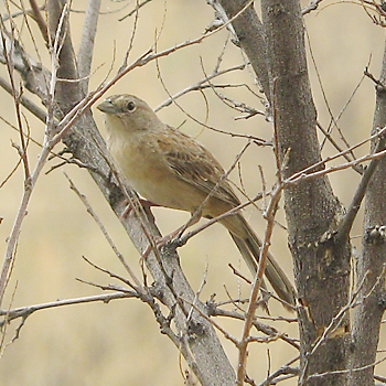 Botteri's Sparrow