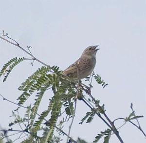 Botteri's Sparrow