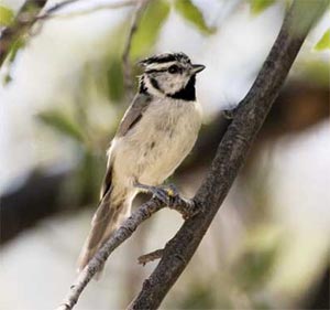 Bridled Titmouse