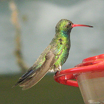 Broad-billed Hummingbird