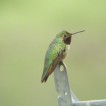 Broad-tailed Hummingbird
