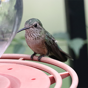 Broad-tailed Hummingbird
