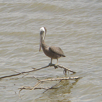 Brown Pelican