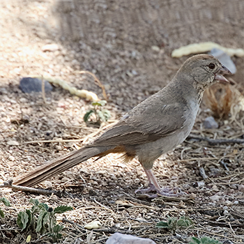 Canyon Towhee