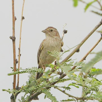 Cassin's Sparrow