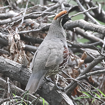 Gambel's Quail