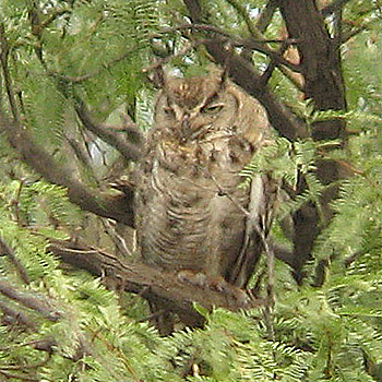 Great Horned Owl