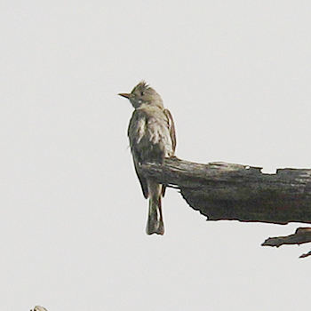 Greater Pewee