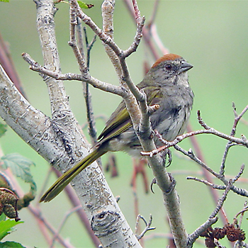 Green-tailed Towhee