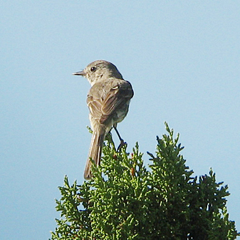 Grey Flycatcher
