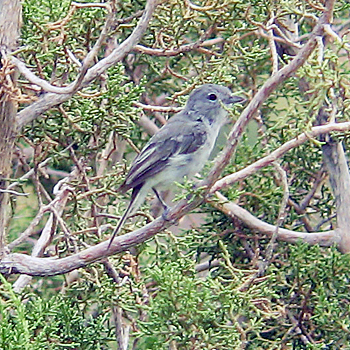 Grey Vireo