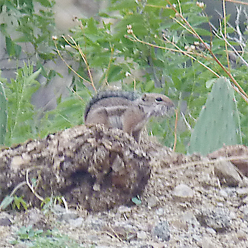 Harris's Antelope Squirrel