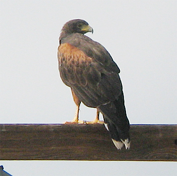 Harris's Hawk