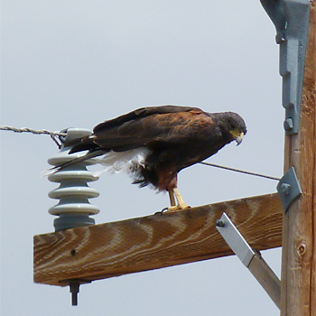 Harris's Hawk