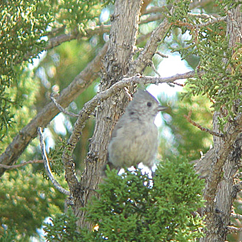 Juniper Titmouse