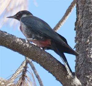 Lewis's Woodpecker