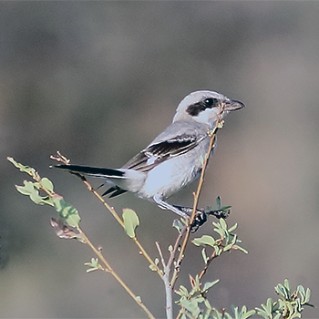 Loggerhead Shrike