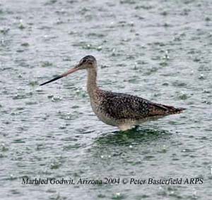 Marbled Godwit
