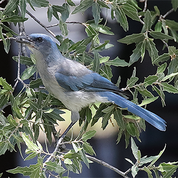 Mexican Jay