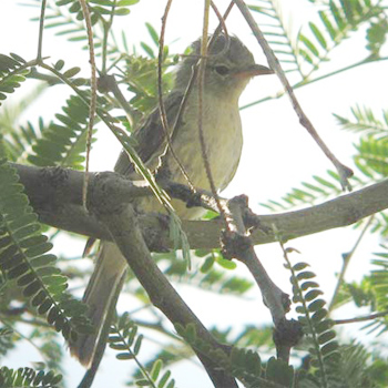 Northern Beardless-tyrannulet