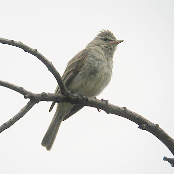 Northern Beardless-tyrannulet