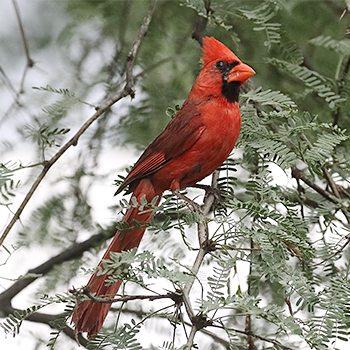 Northern Cardinal
