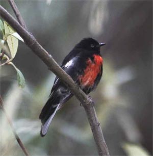 Painted Redstart