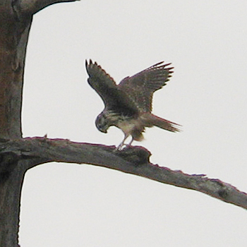 Prairie Falcon