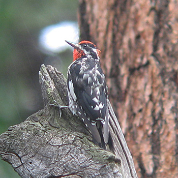 Red-naped Sapsucker