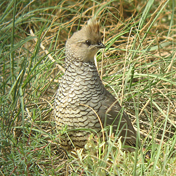 Scaled Quail