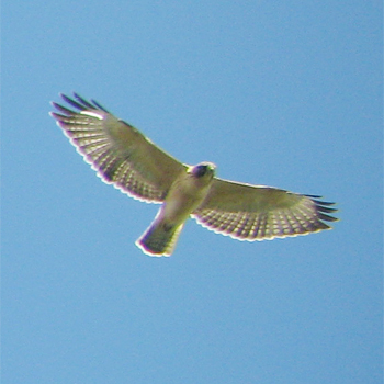 Short-tailed Hawk