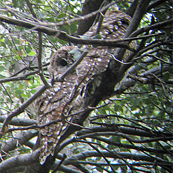 Spotted Owls