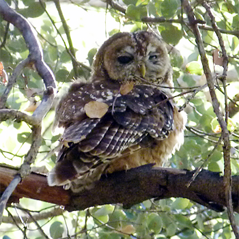Spotted Owl