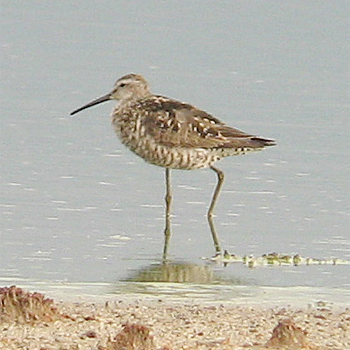 Stilt Sandpiper