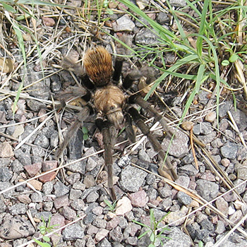 Tarantula sp.